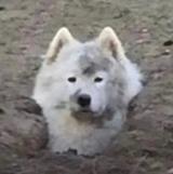 tiny禹禹头像