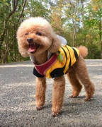 性能退化作者的个人资料头像