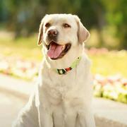 杰哥带你撸代码的个人资料头像