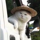 ProfLi的个人资料头像