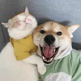 爱看车的滴滴头像
