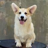 家有恶犬507头像