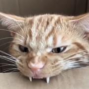 Npc730的个人资料头像