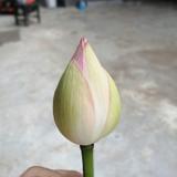 孩子上学中头像