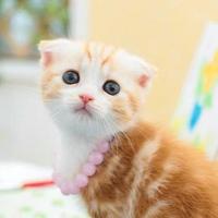 萌萌    头像