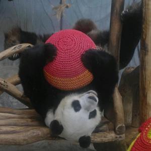 墨冉Panda头像