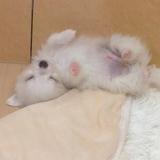 双刀鸭脖于头像