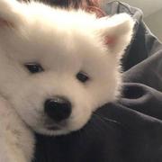 A小智零首付二手房的个人资料头像