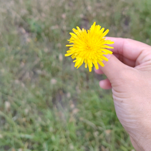 白菜锦影视头像