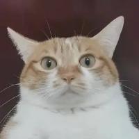 一心一意咖啡f9pGrJx头像