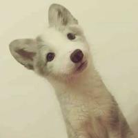 隐于野693头像