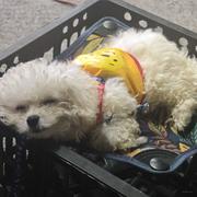 最爱紫薯精的个人资料头像