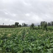 第三方475的个人资料头像