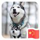 A万事胜意A头像