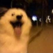 俊飞145的个人资料头像