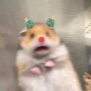 卷得不得了的毛的个人资料头像