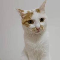 友谊刘雪峰头像