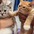 杂毛小鸡的个人资料头像