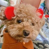 走在乡间的小熊猫头像