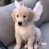 梓智老师头像