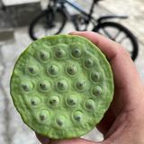 静心等待明天见头像