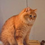 肥猫猪猪鱼集团头像