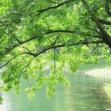 水榭泠泉xjq头像