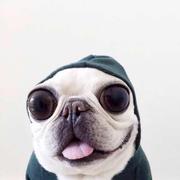 Coder_Alex的个人资料头像