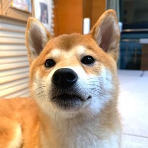 牛年牛星座头像