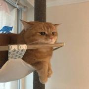 小土豆不要跑的个人资料头像