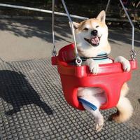 薄荷红茶bob头像