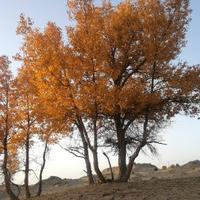 用户5905553958382头像