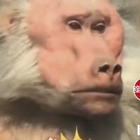 小鱼会黑漂头像
