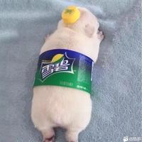 辣条五毛一包786头像