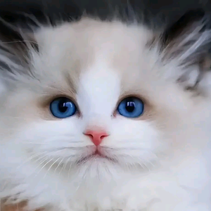 （经典小猫）头像