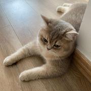 阿珂339的个人资料头像