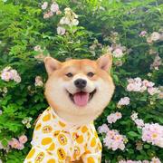 Cc的个人资料头像