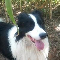 远方的陈叔头像