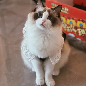 tt要打麻将养猫头像