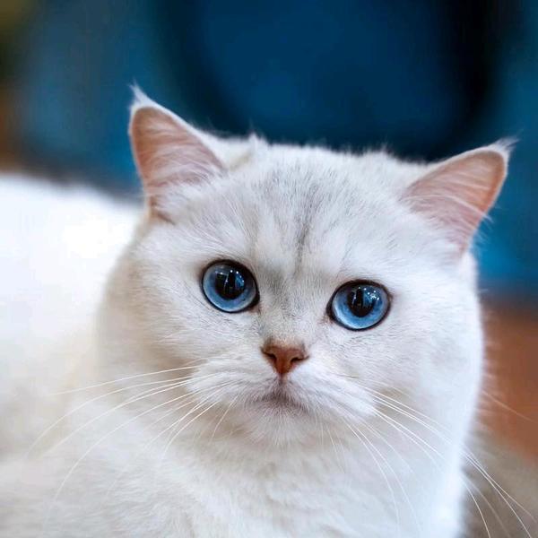 苍鹰聊百科头像