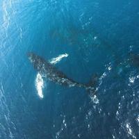 幽默水滴GW头像