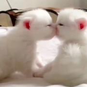 衍生677的个人资料头像