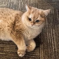 独行猫Magic头像