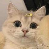 南音头像
