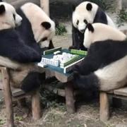 伊芙琳975的个人资料头像