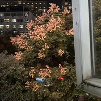 M陌上花开开开头像