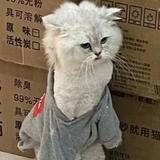 hhhahh头像