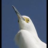 草原头像