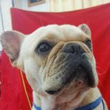 自由飞翔的小哥哥头像