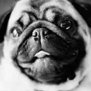 陈东芝的个人资料头像